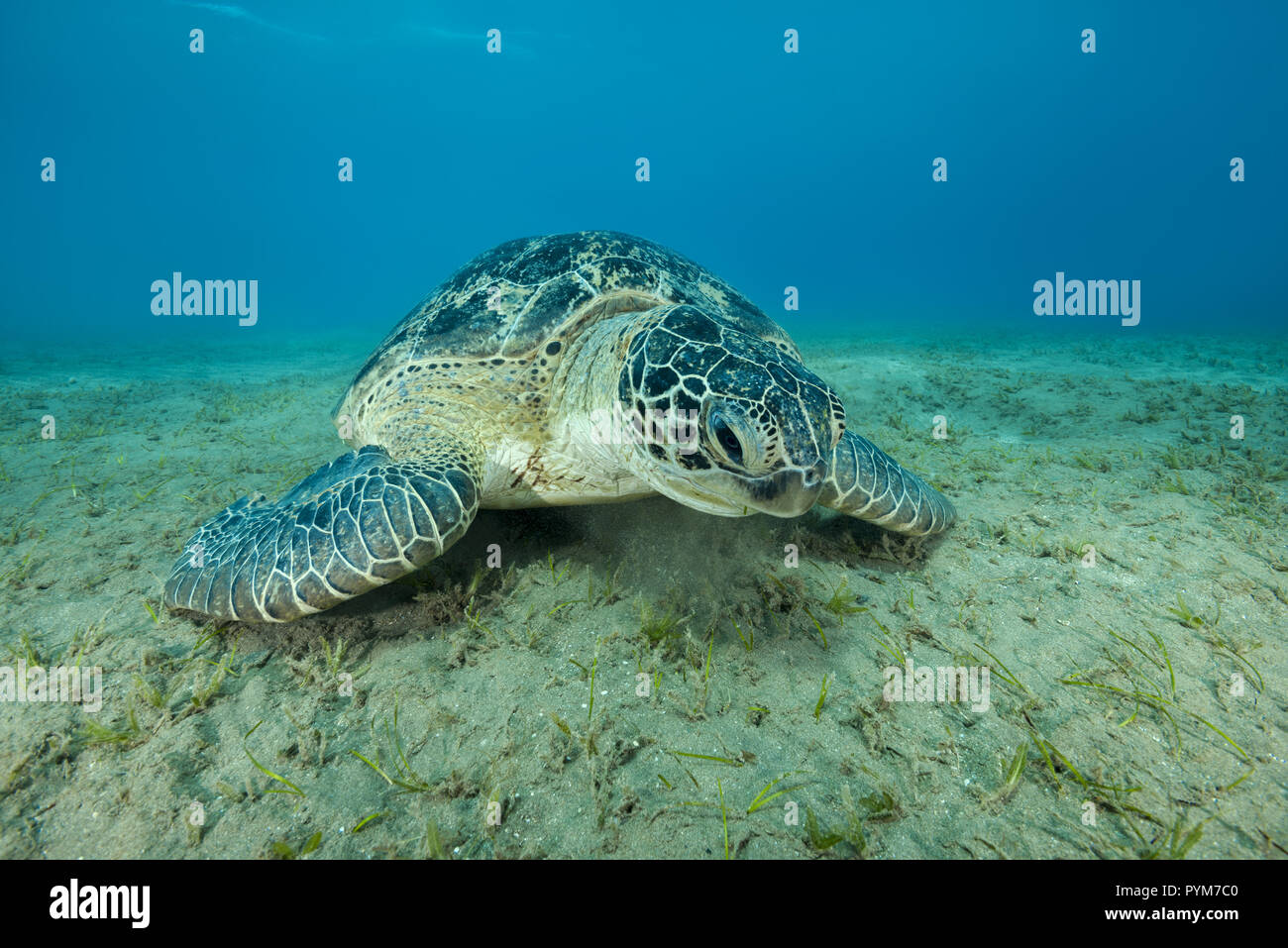 Tartaruga Verde, Chelonia Mydas mare mangiare erba sul fondale sabbioso Foto Stock
