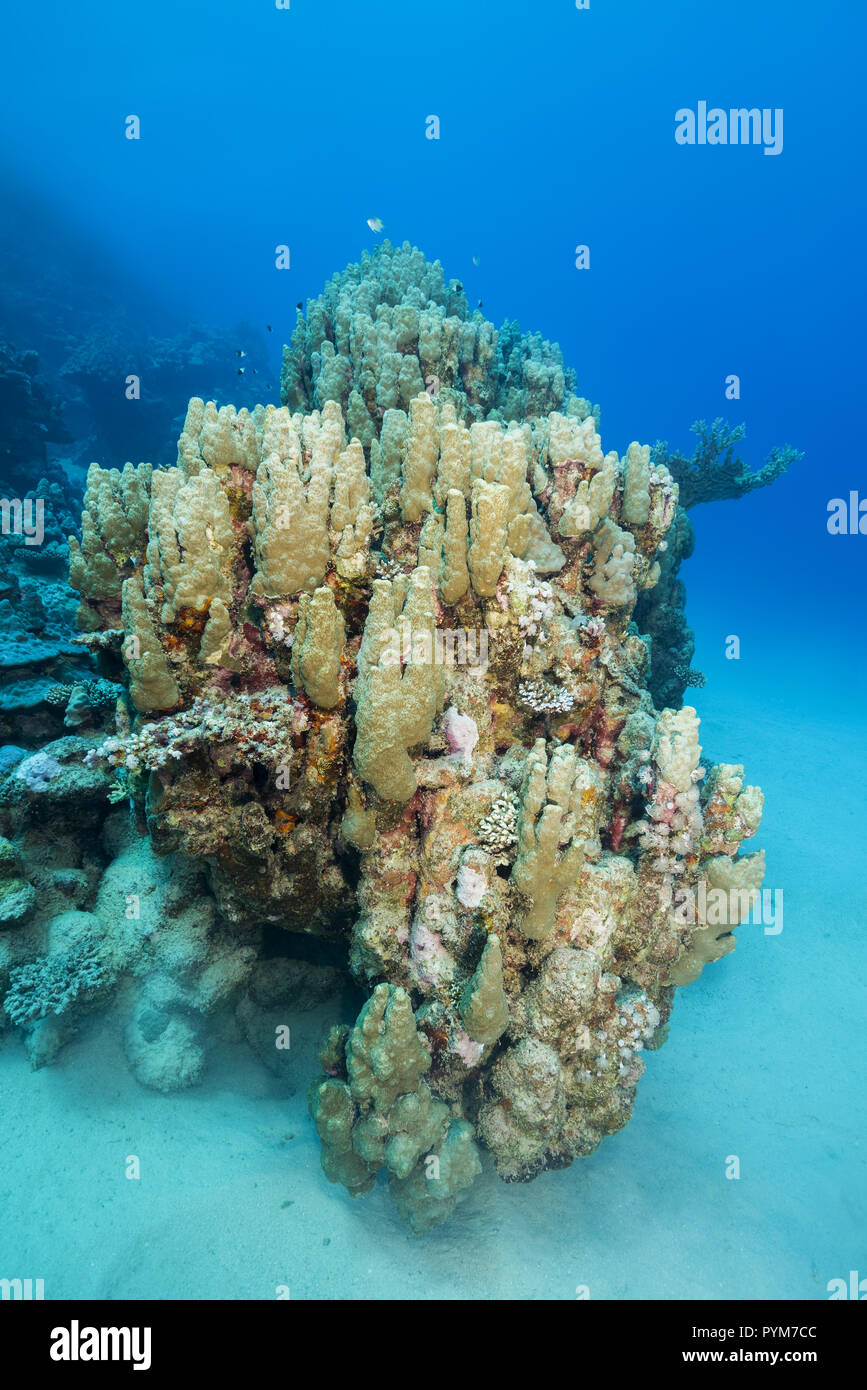 Colonie di corallo Corallo Anemone, Goniopora Planulata blu su fondo di acqua Foto Stock