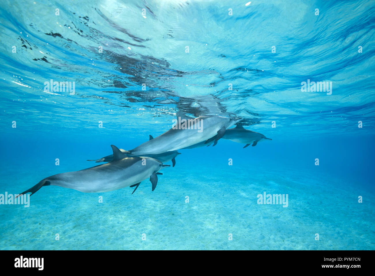 Un pod di Spinner il Delfino Stenella longirostris, nuotare nelle acque blu sotto la superficie sotto la superficie in acqua poco profonda Foto Stock