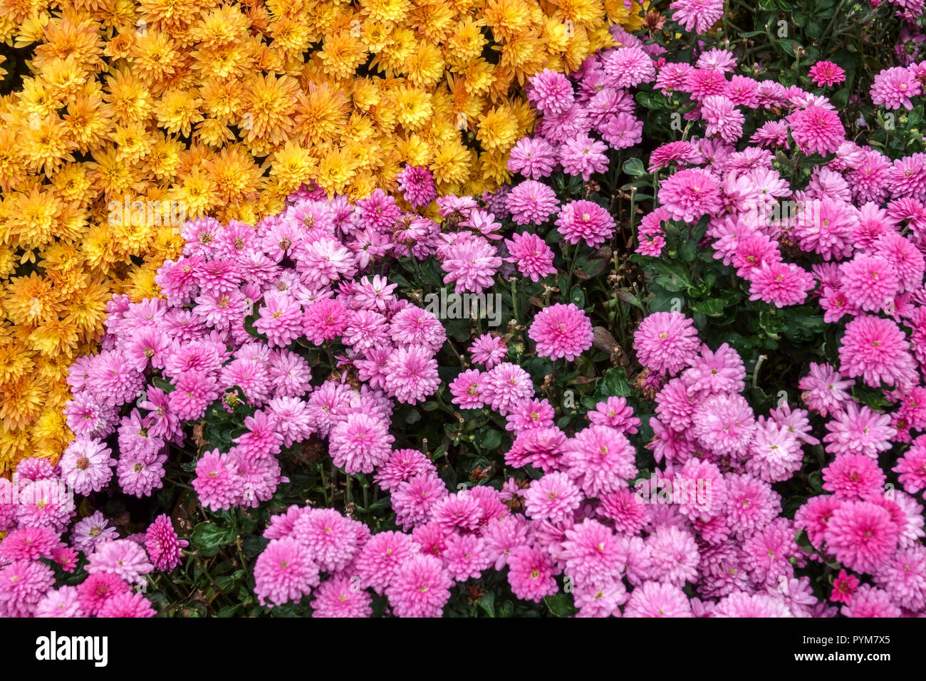 Crisantemo, fiori d'autunno in giardino, contrasto e letto colorato giallo rosa Foto Stock