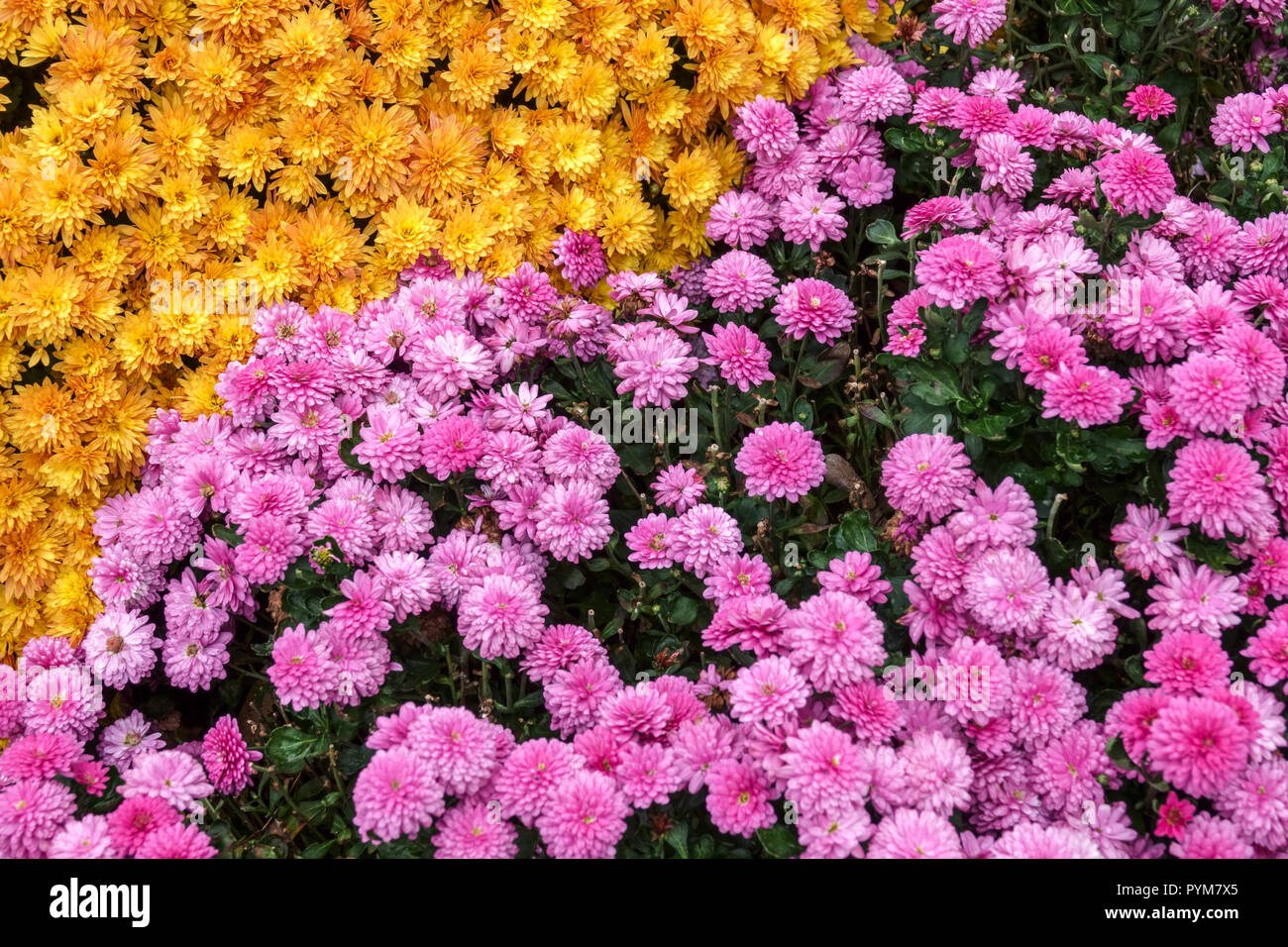 Crisantemo, fiori d'autunno in giardino, contrasto e letto colorato giallo rosa Foto Stock Crisantemo, fiori d'autunno in giardino, contrasto e letto colorato giallo rosa Foto Stock