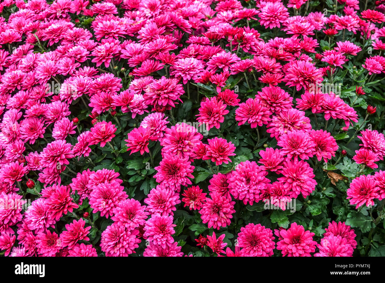 Chrysanthemum giardino fiori d'autunno fiorito in rosso giardino letto Chrysanths Foto Stock