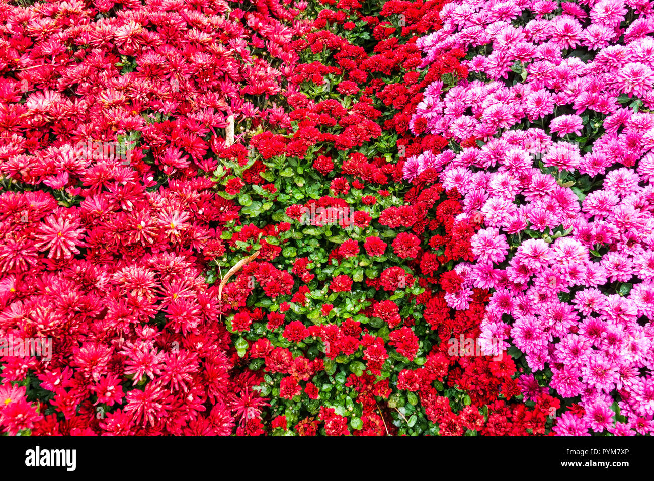 Rosso Chrysanthemum viola, fiori d'autunno in giardino, contrasto e letto colorato Foto Stock