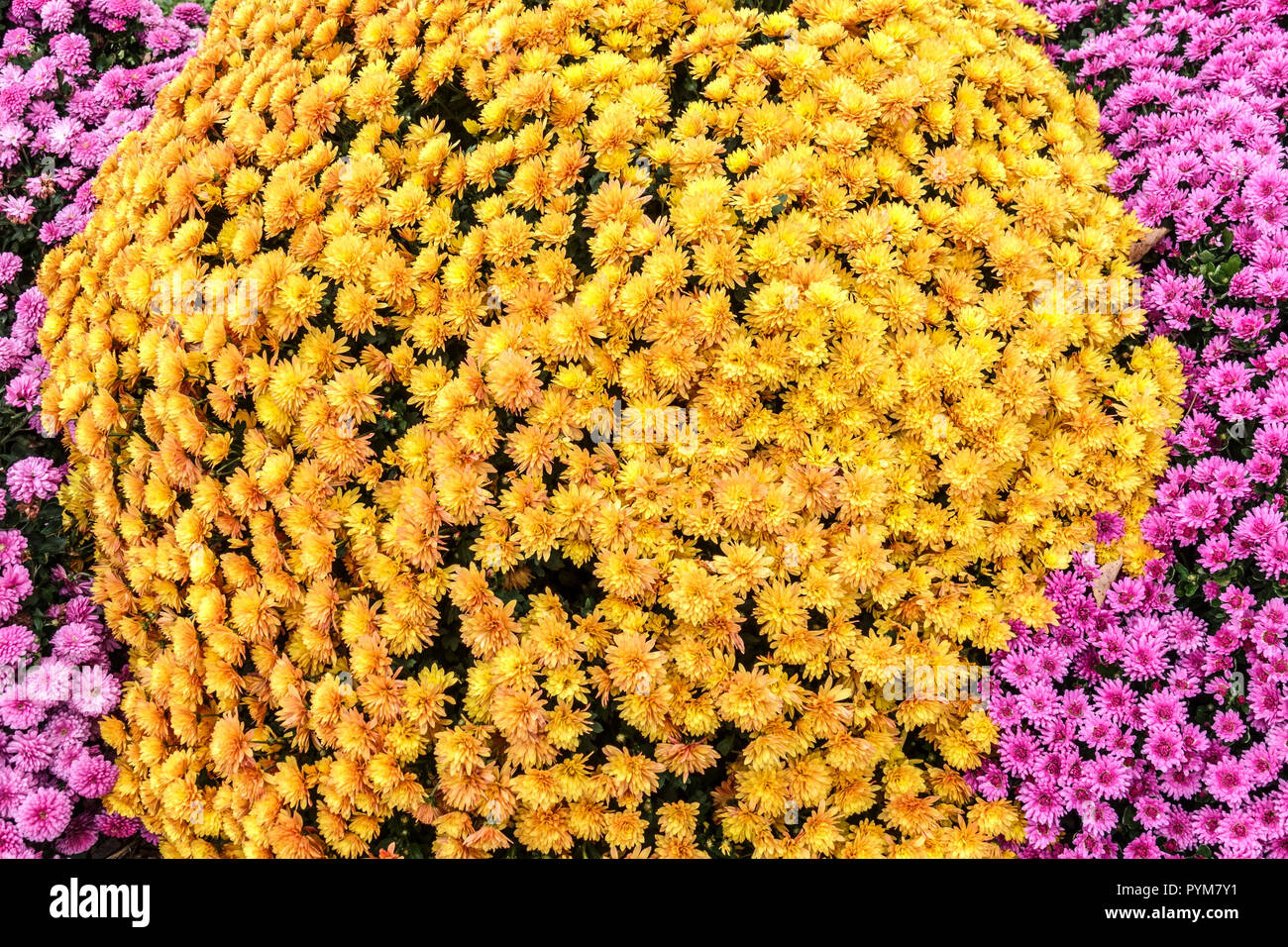 Fiori d'arancio Autunno Chrysantheum in giardino, contrasto e letto colorato Foto Stock
