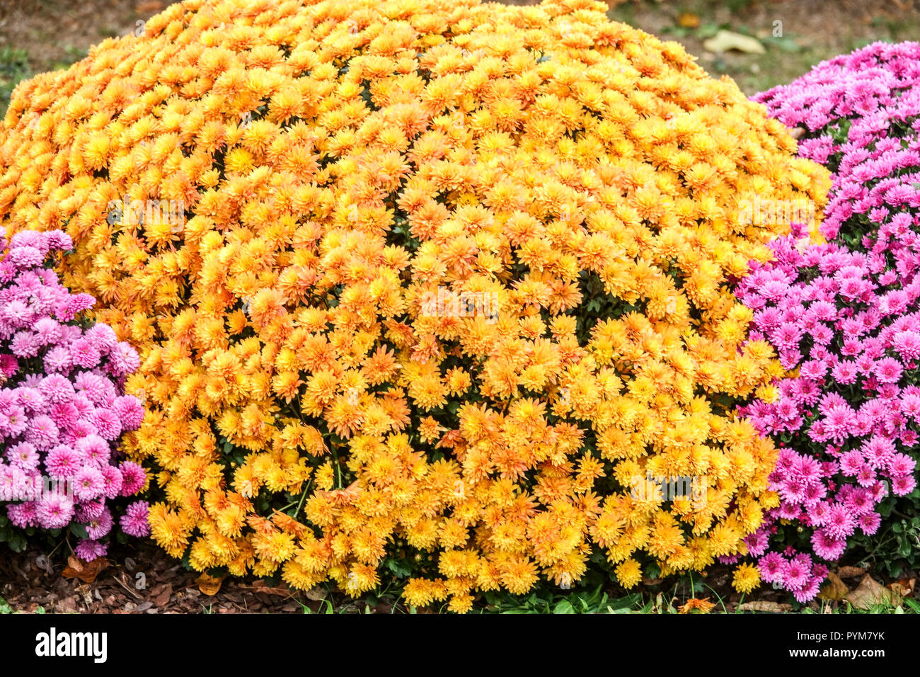 Giardino autunnale con fiori colorati Chrysanthemum, contrasto, mamme colorato giardino letto Foto Stock
