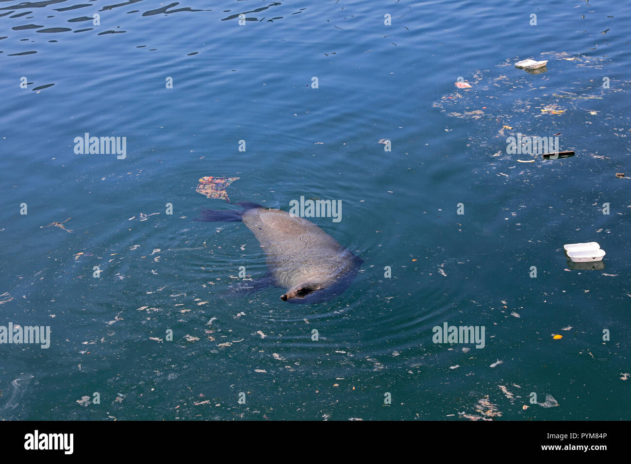 Un capo pelliccia sigillo (Arctocephalus pusillus) nuoto in Hout Bay Harbor . Vi è stato un forte aumento dell'inquinamento in plastica nel porto. Foto Stock