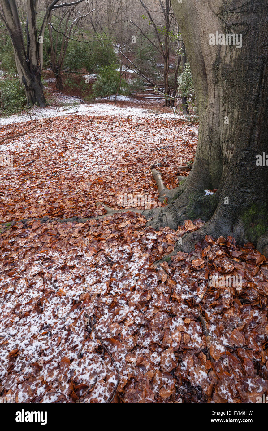 I colori autunnali del bosco nella foresta di Epping, Essex, Inghilterra. Bosco autunnale di tonalità di giallo oro bronzo marrone arancione in alberi rendendo la scena. Foto Stock