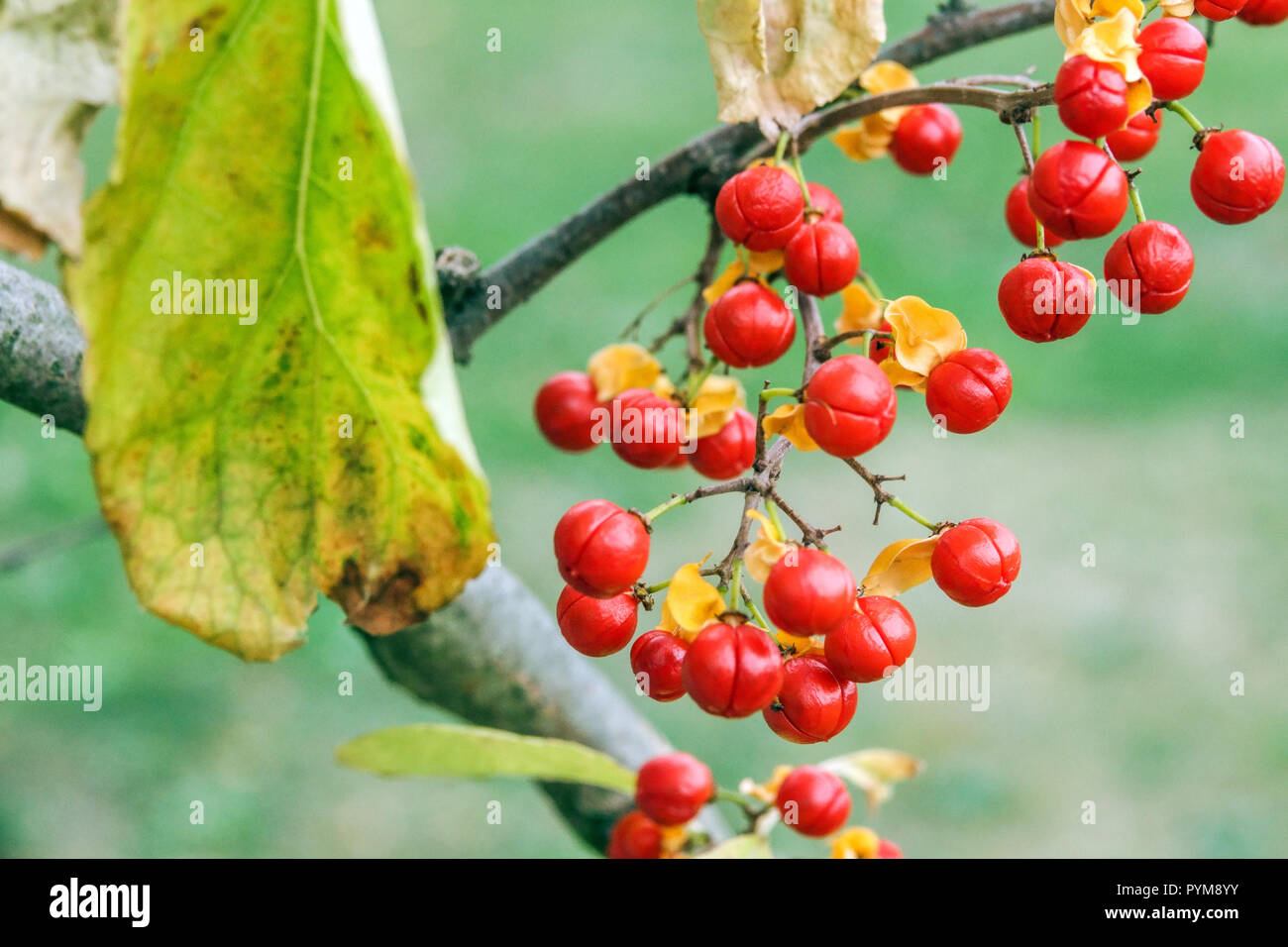 Agrodolce, Celastrus rosthornianus autunno rosso bacche Foto Stock