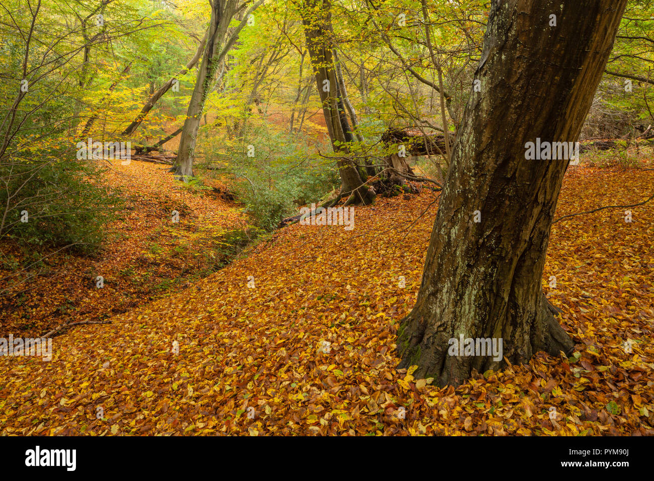 I colori autunnali del bosco nella foresta di Epping, Essex, Inghilterra. Bosco autunnale di tonalità di giallo oro bronzo marrone arancione in alberi rendendo la scena. Foto Stock