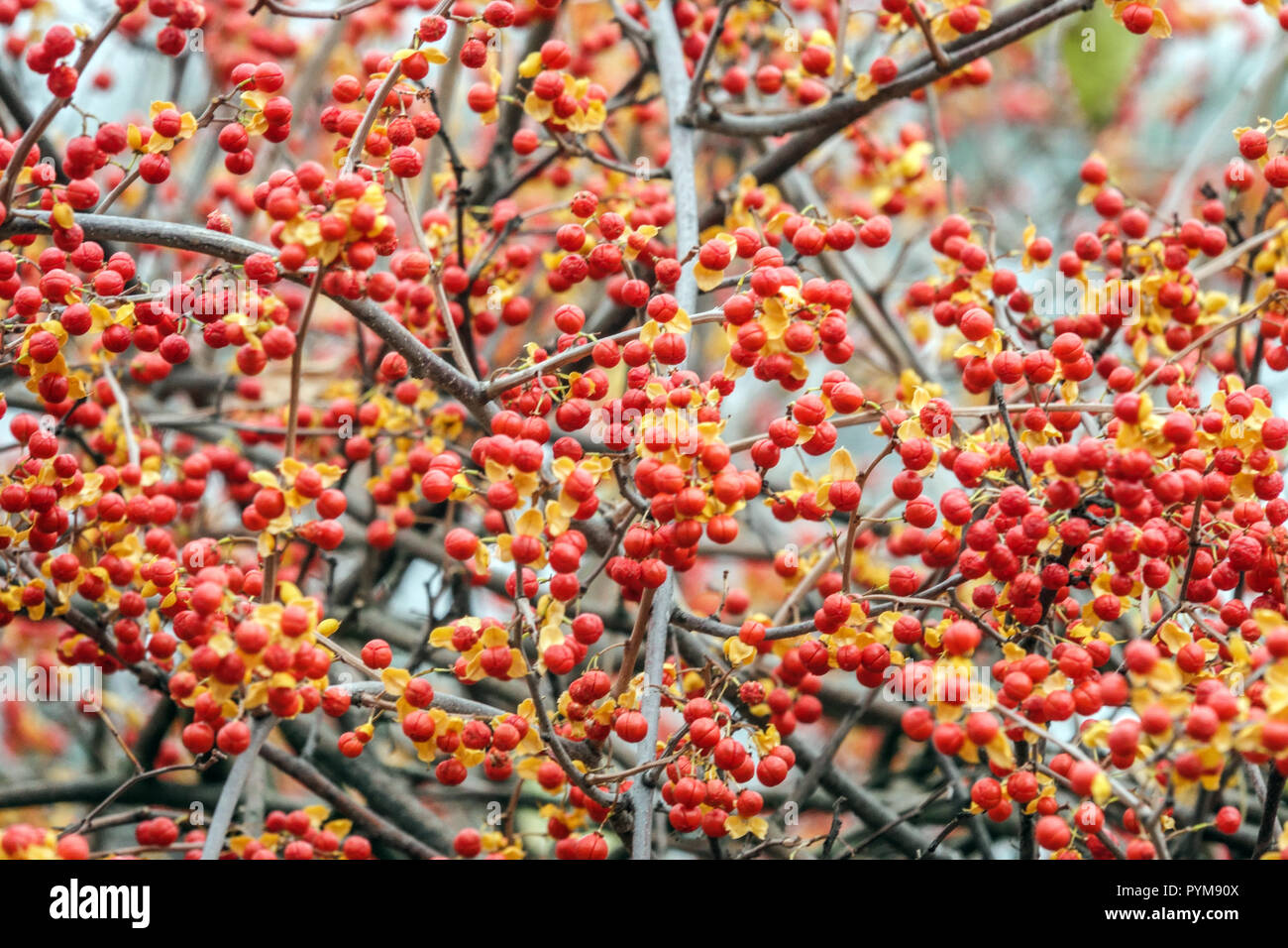 Struttura del personale o in agrodolce, Celastrus rosthornianus autunno rosso bacche Foto Stock