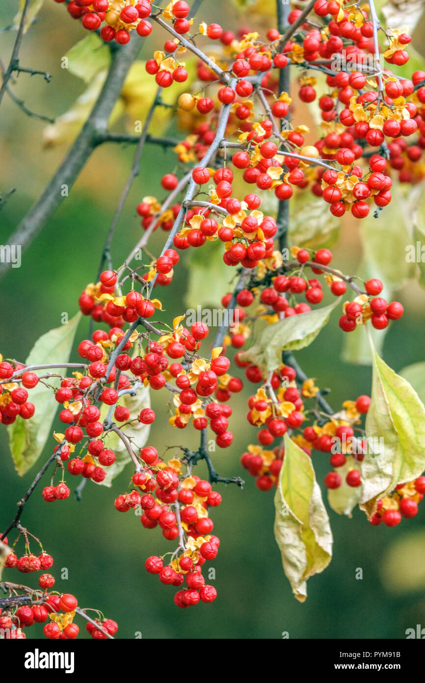 Il personale vite albero o agrodolce, Celastrus rosthornianus autunno rosso bacche Foto Stock