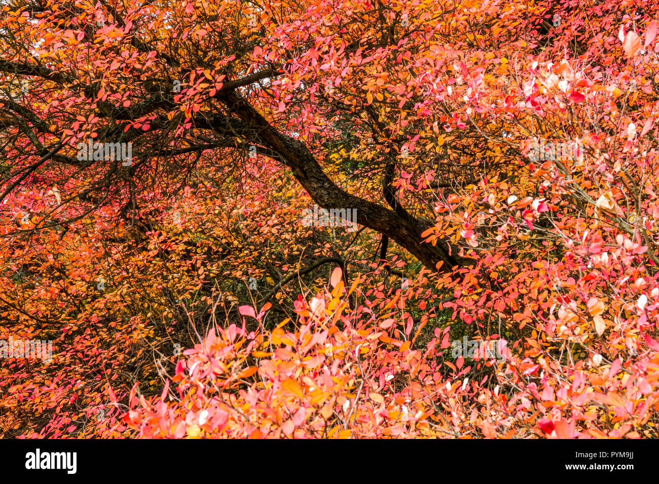 Cotinus coggygria in foglie rosse autunnali, fogliame, albero di fumo o Smokebush autunno colori albero deciduo Foto Stock