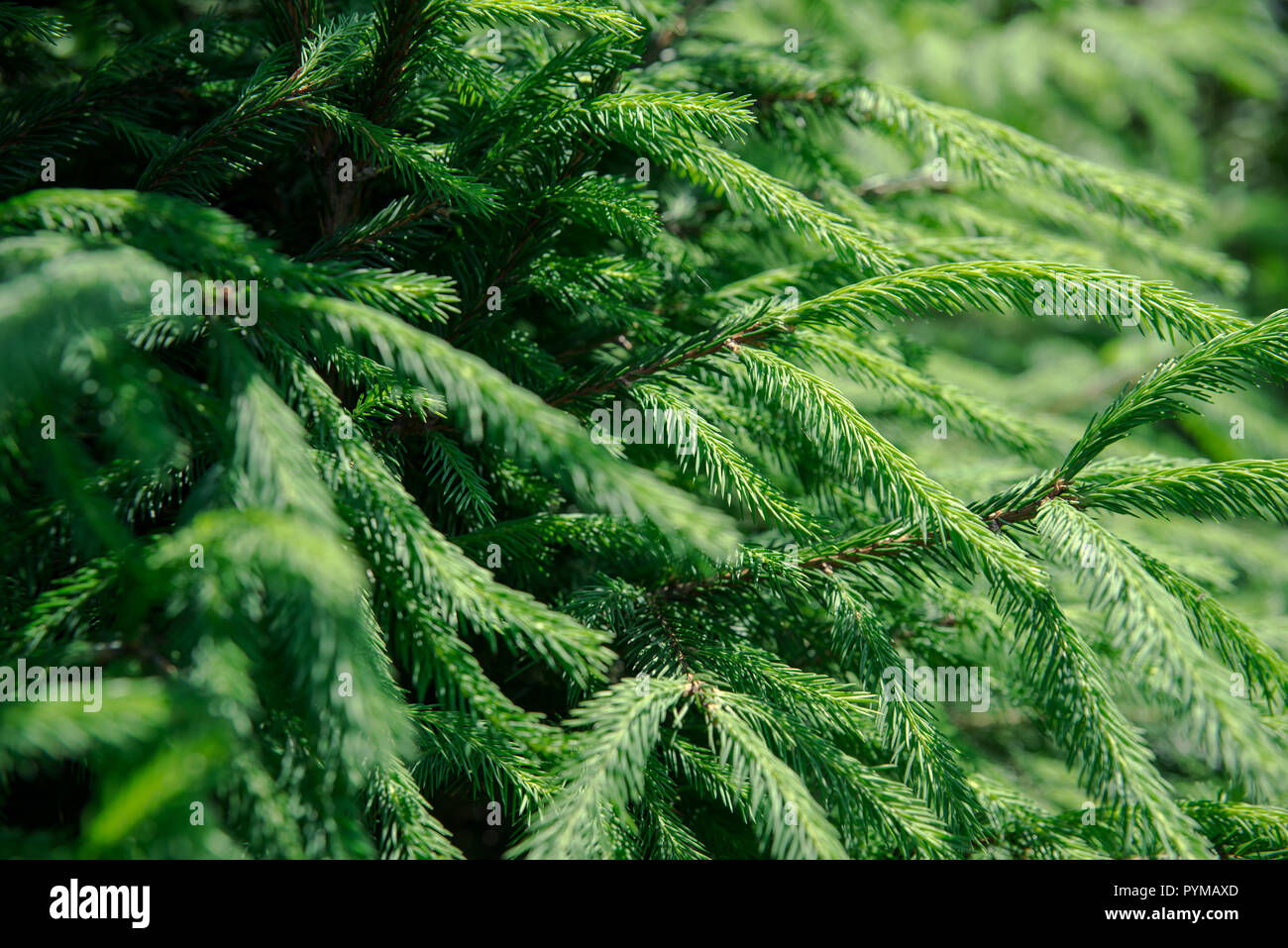 Bella e verde aghi di pino close up Foto Stock
