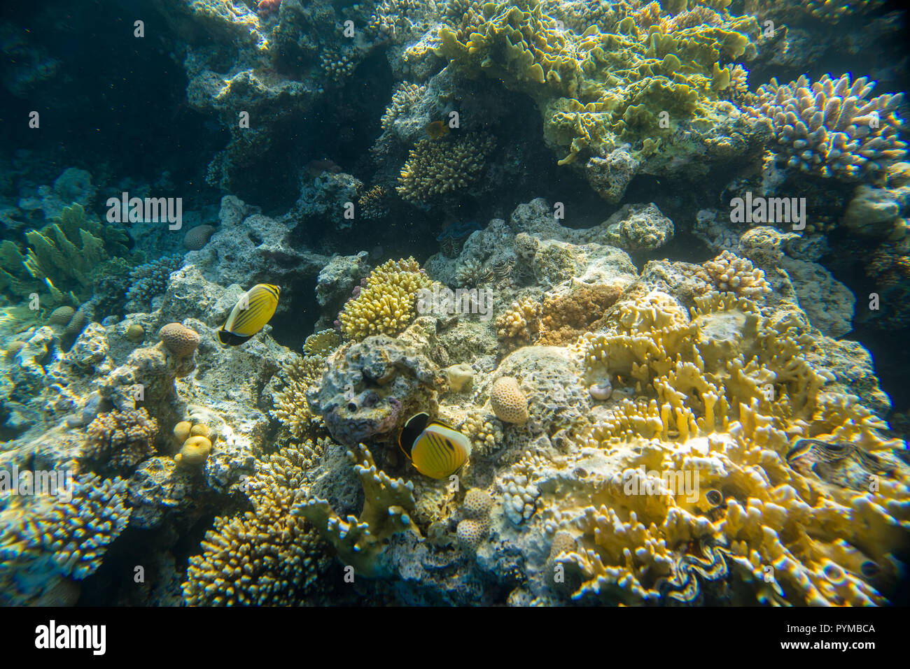 Coral reef sotto l'acqua Foto Stock