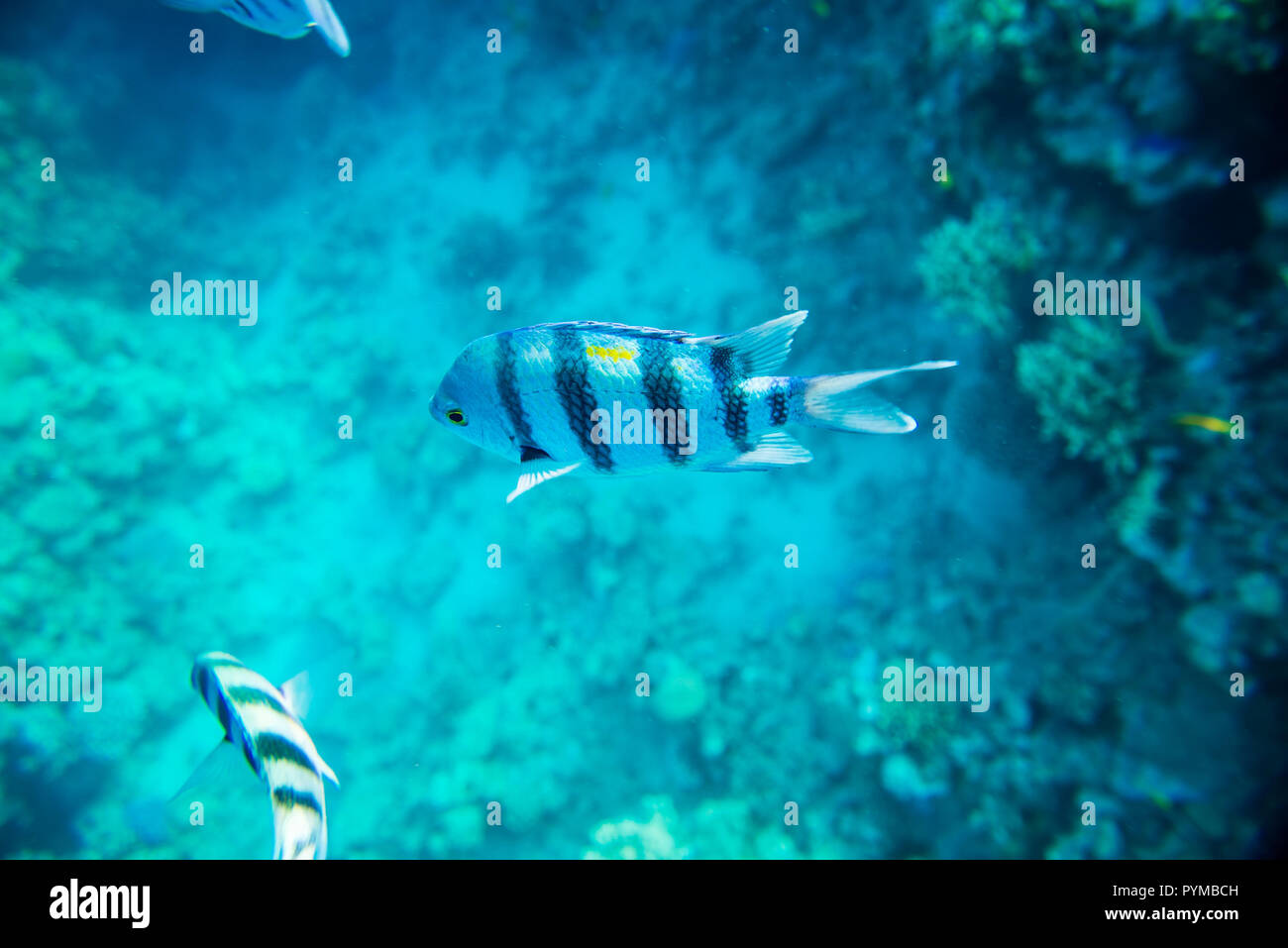 Coral reef sotto l'acqua Foto Stock
