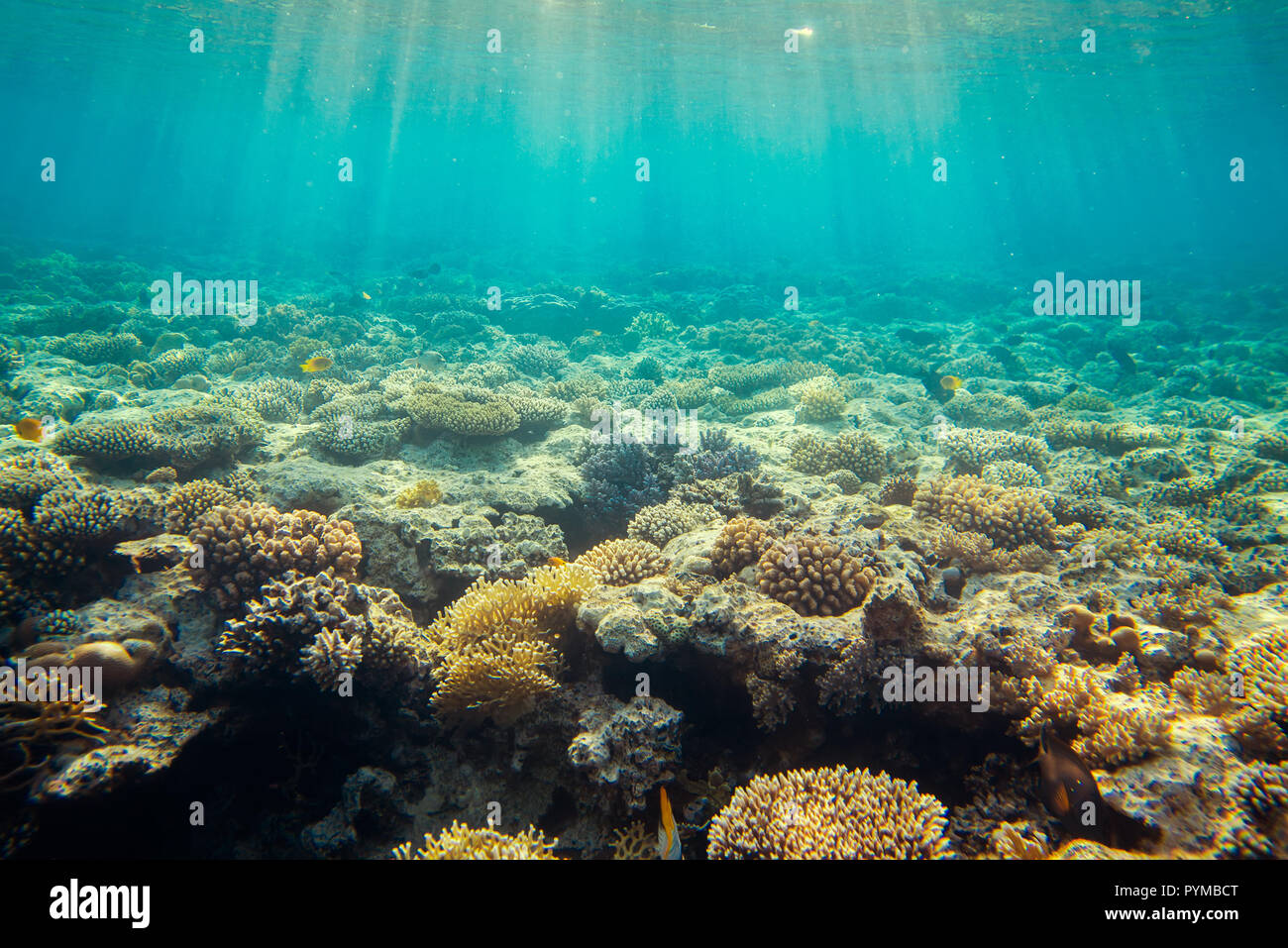 Coral reef sotto l'acqua Foto Stock