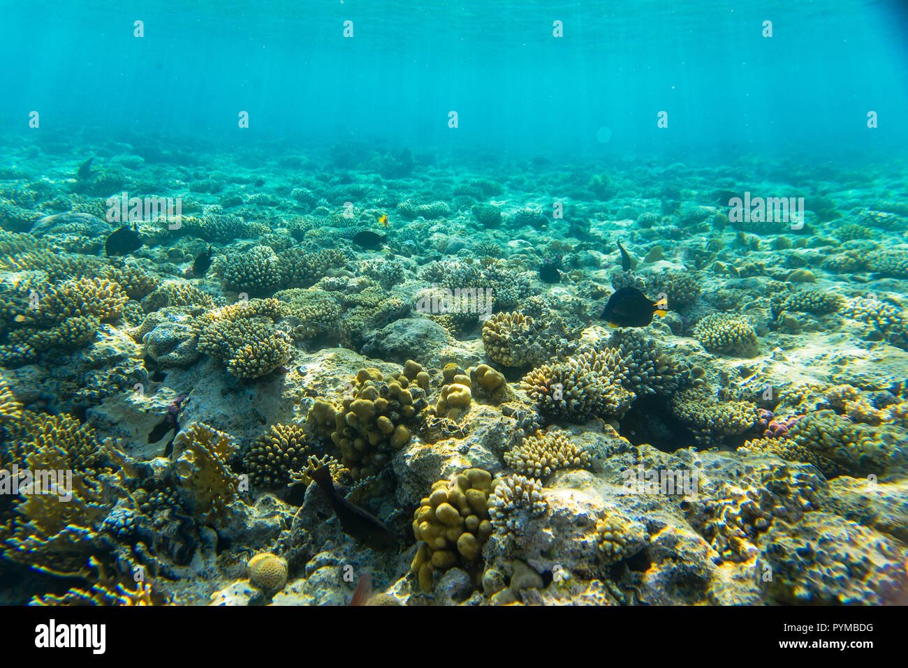 Coral reef sotto l'acqua Foto Stock