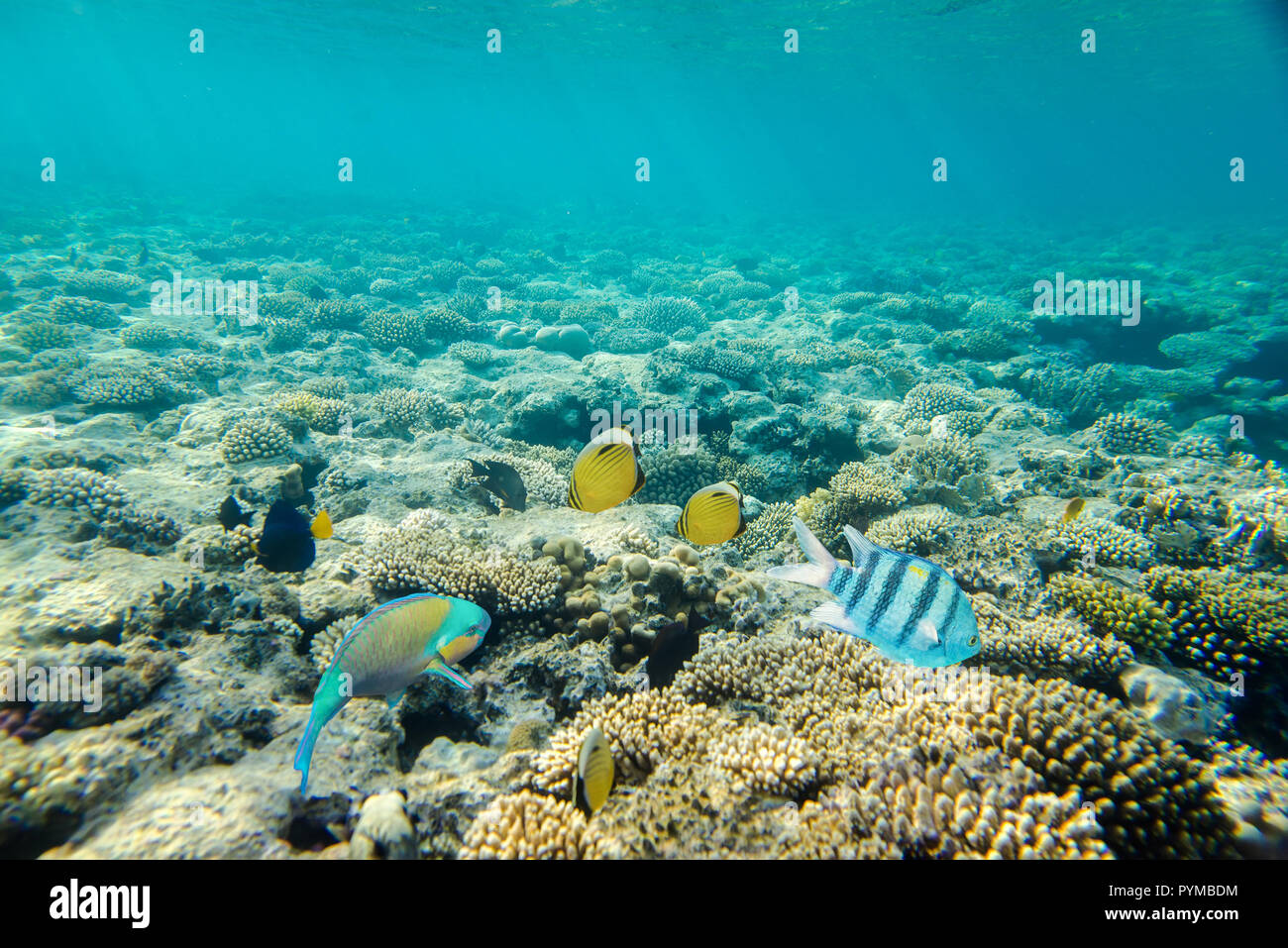 Coral reef sotto l'acqua Foto Stock