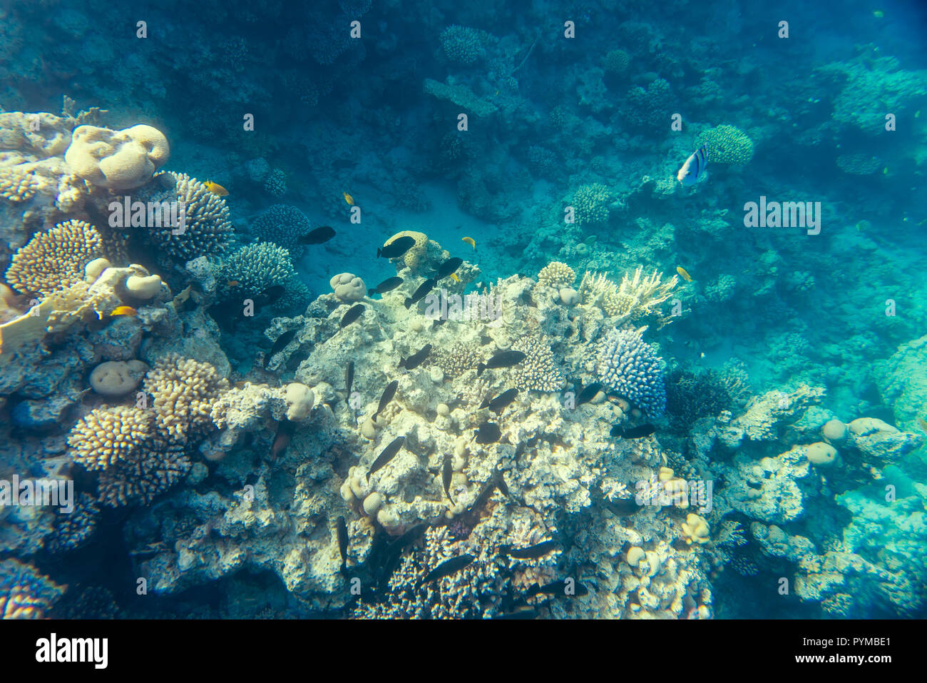 Coral reef sotto l'acqua Foto Stock