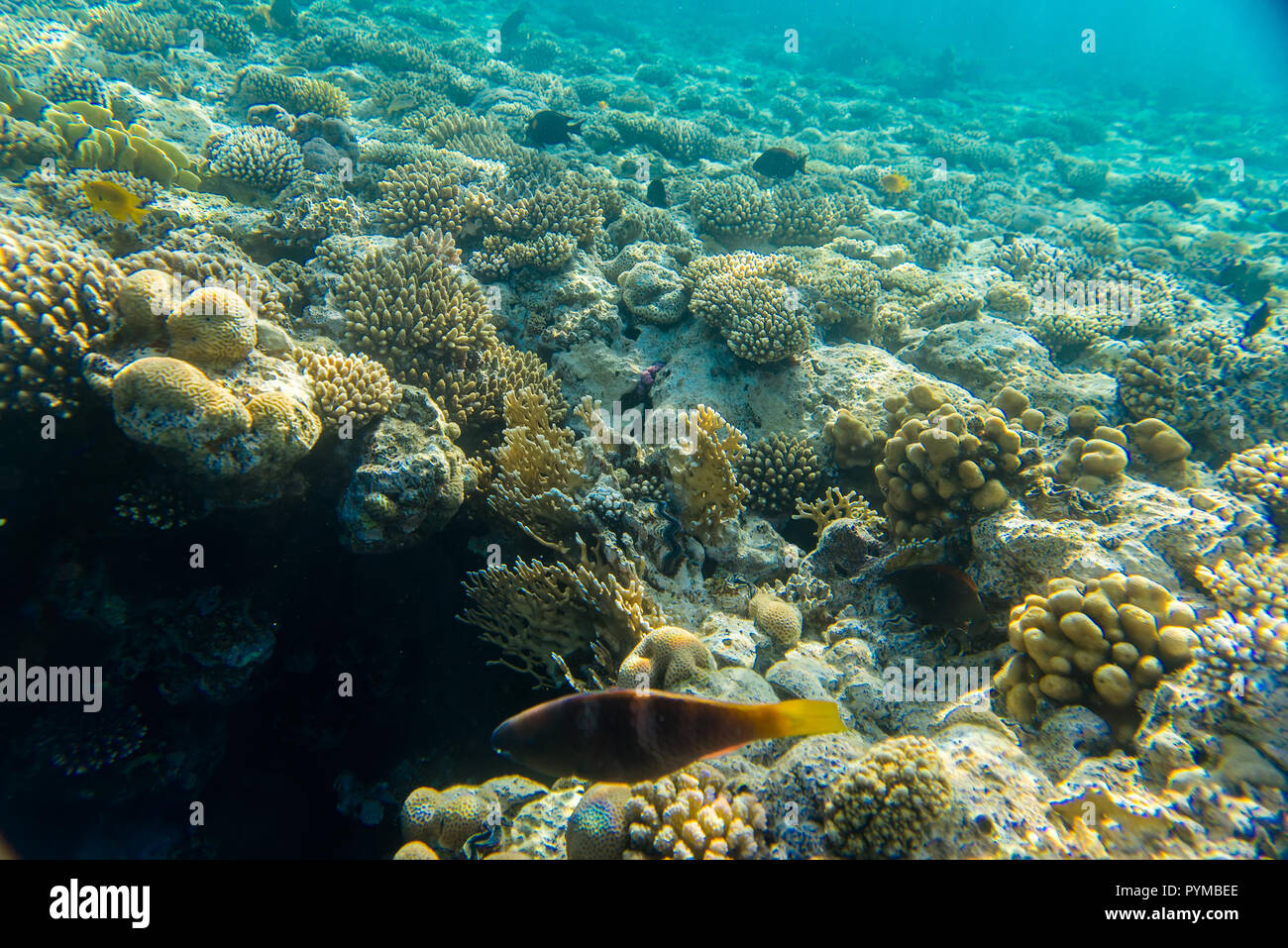 Coral reef sotto l'acqua Foto Stock