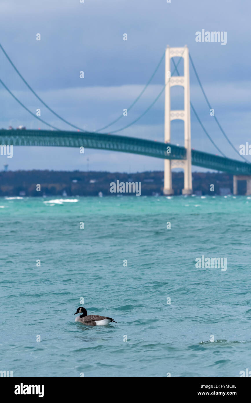 Canada Goose (Branta canadensis) nuoto nella parte anteriore del ponte Mackinac nello stretto di Mackinac (il lago Michigan e il Lago Huron). Mackinaw City, Mi Foto Stock