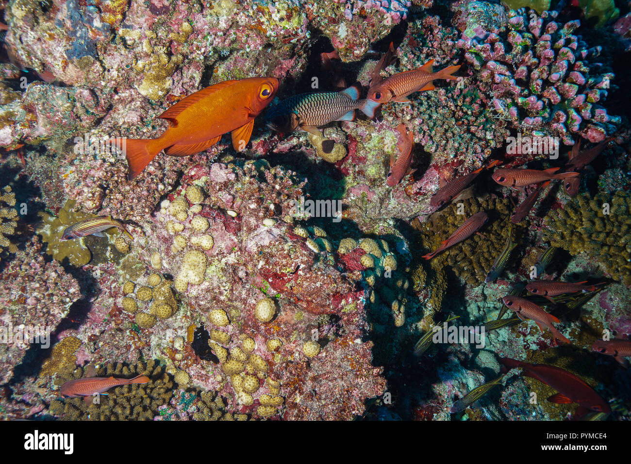 Pesce tropicale presso le Maldive Foto Stock