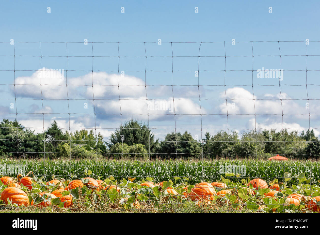 Guardando attraverso una recinzione in un orto di zucche e campo di grano, al di là di Foto Stock