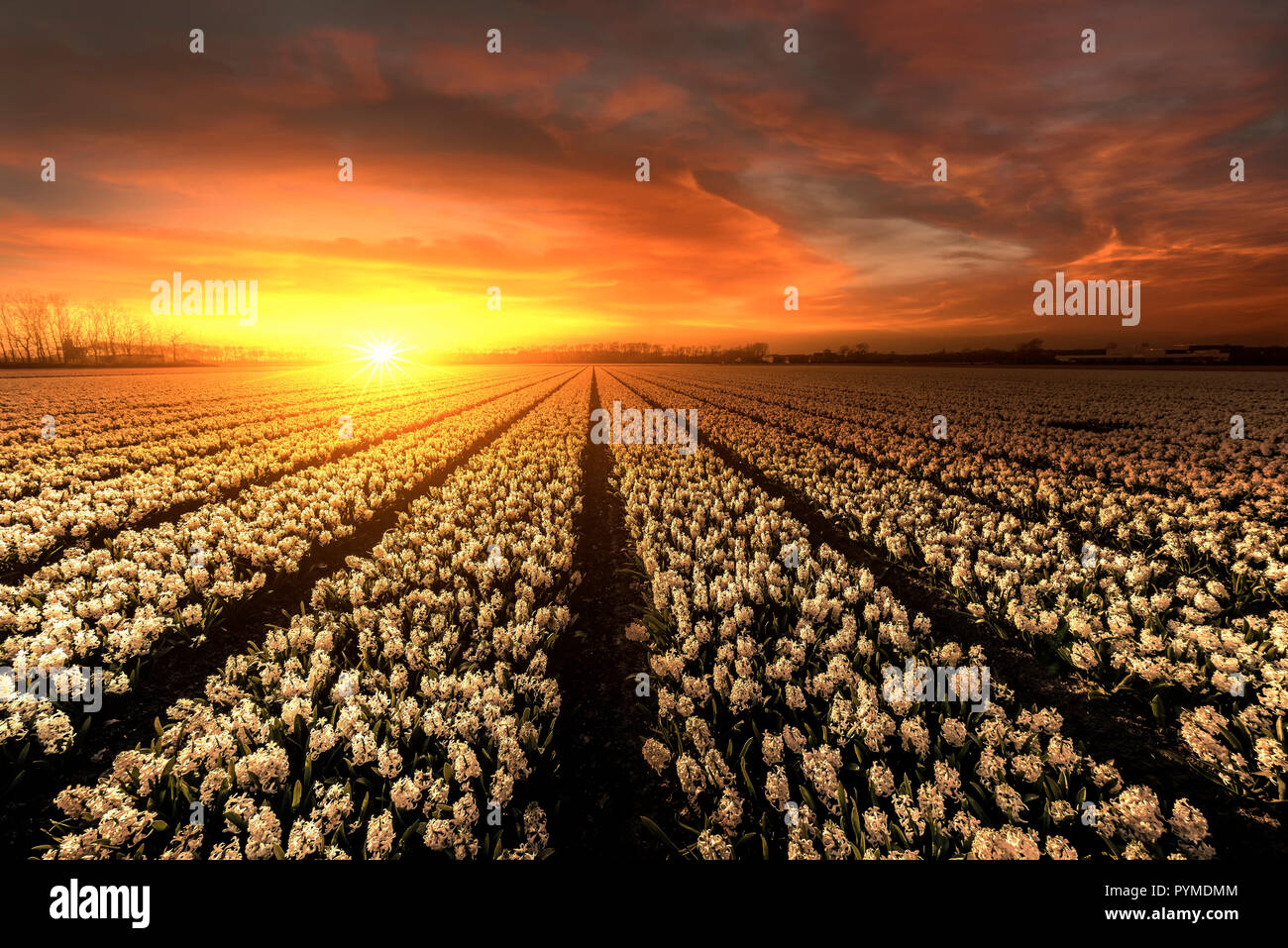 Infinite giacinti bianco i campi al momento del tramonto con un ardente cielo caotico Foto Stock