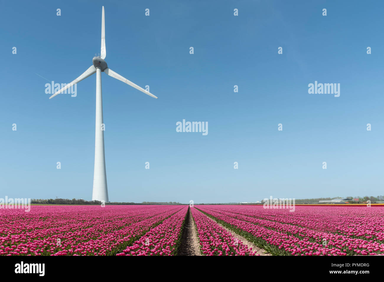 Turbina eolica la filatura e la generazione di carbone verde spazio libero dell'energia elettrica sotto un sole cielo blu a Almere vicino ad Amsterdam, Paesi Bassi Foto Stock