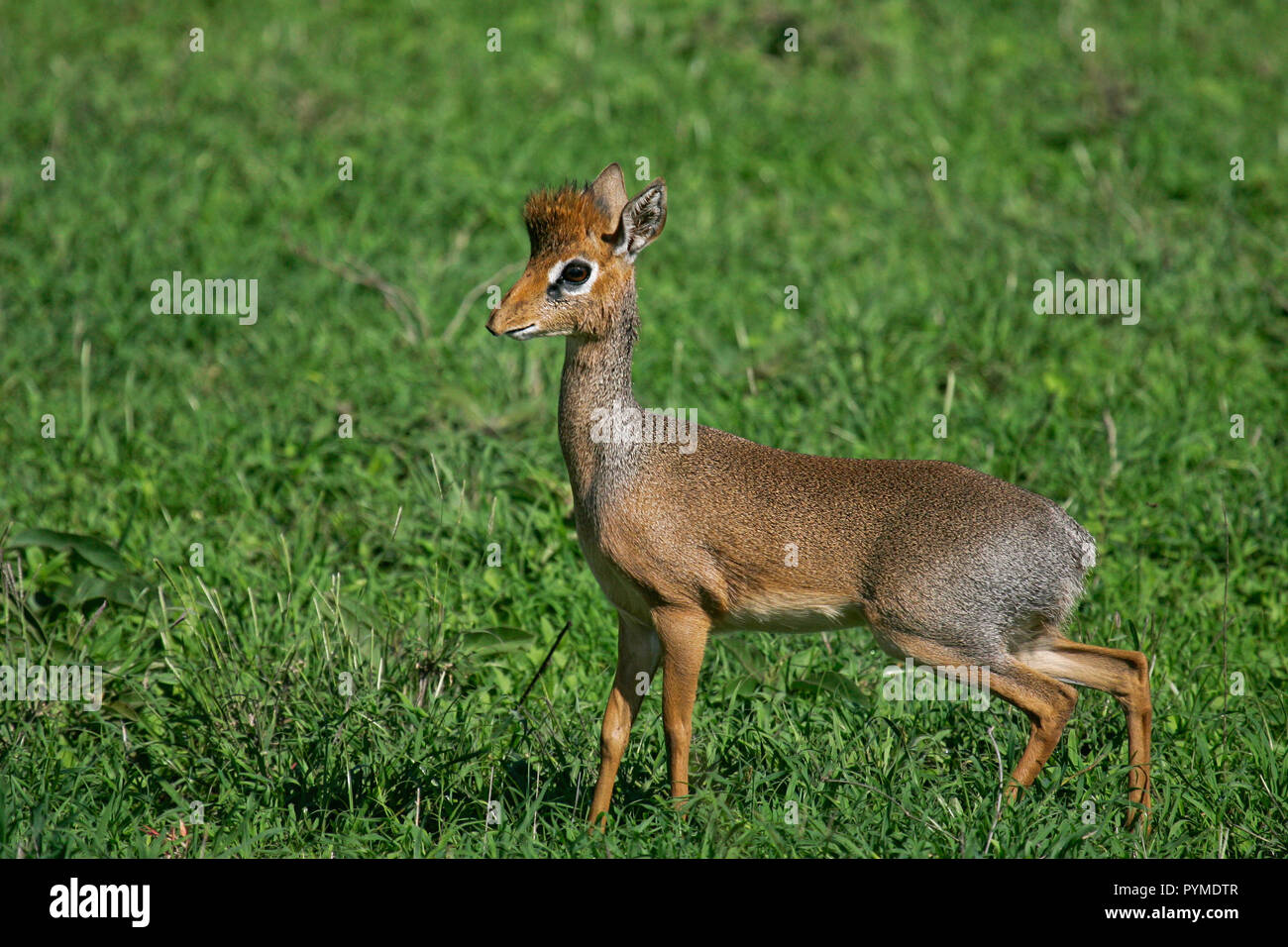 Kirk's dik-dik (Madoqua kirkii) in piedi nella savana nel Serengeti Nationalpark, Tanzania Foto Stock