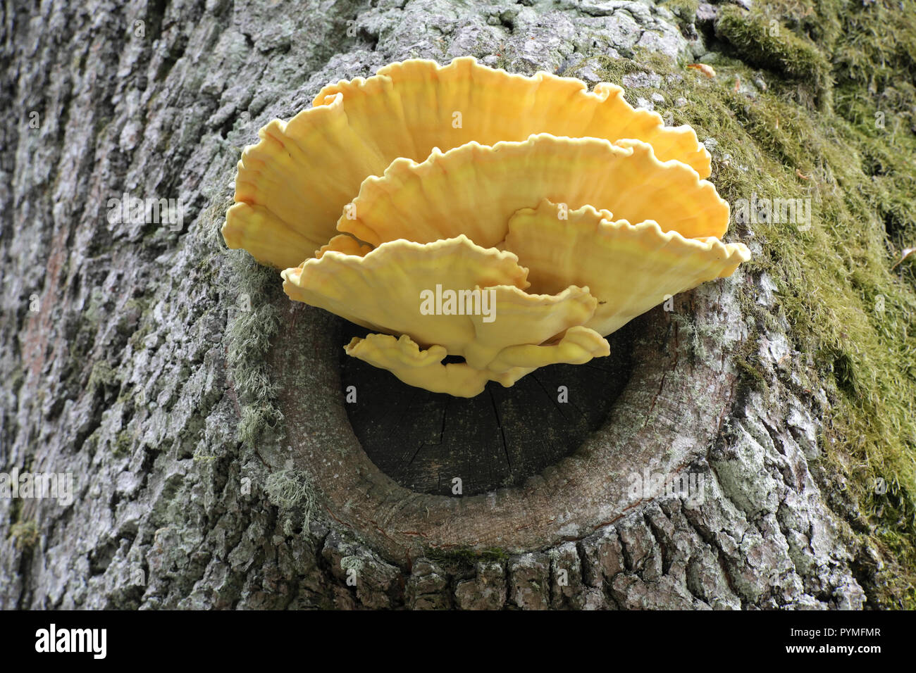 Bel golden polypore zolfo, Laetiporus sulfurei, che cresce su una vecchia quercia. Foto Stock