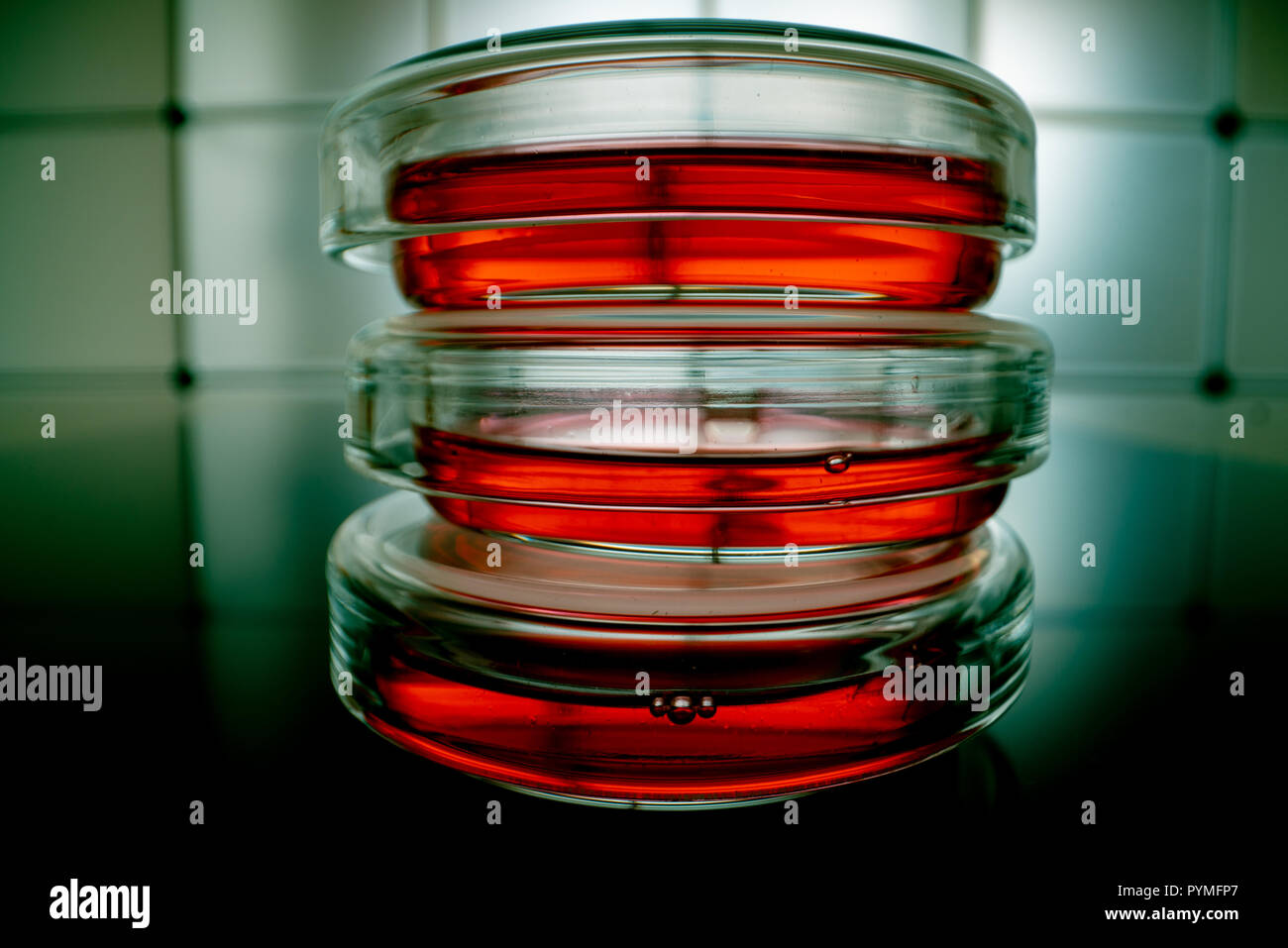 Capsule di Petri di vetro con i campioni di sangue in laboratorio Foto Stock