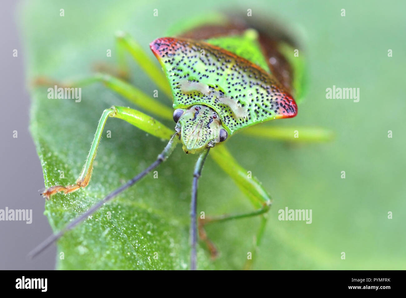 Il biancospino bug di protezione, Acanthosoma haemorrhoidale Foto Stock