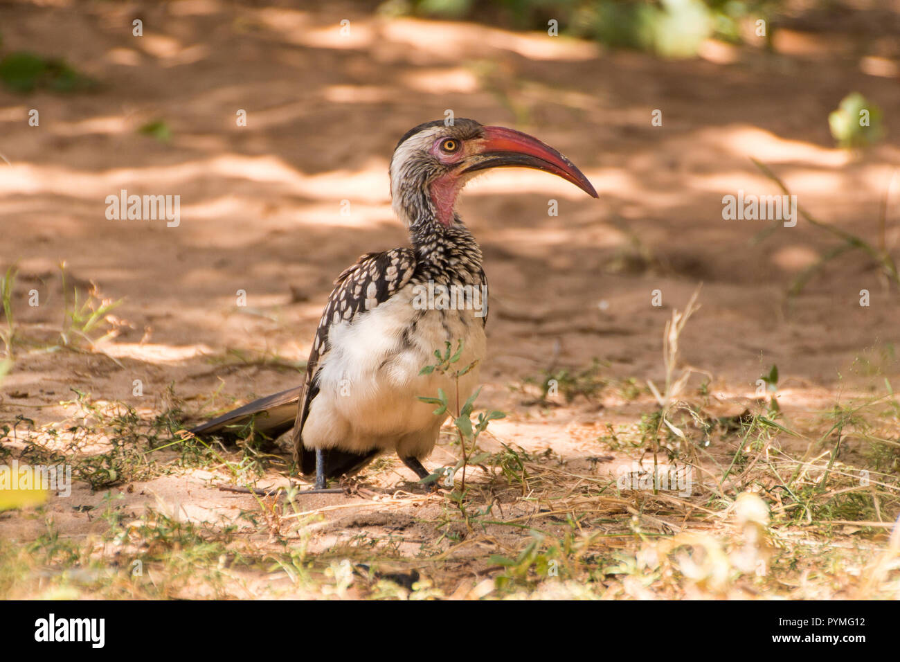 Rosso del sud-fatturati Hornbill in piedi sul suolo closeup guardando la telecamera. Uccello con underparts bianchi, pezzata ali e rosso lungo bill. Foto Stock