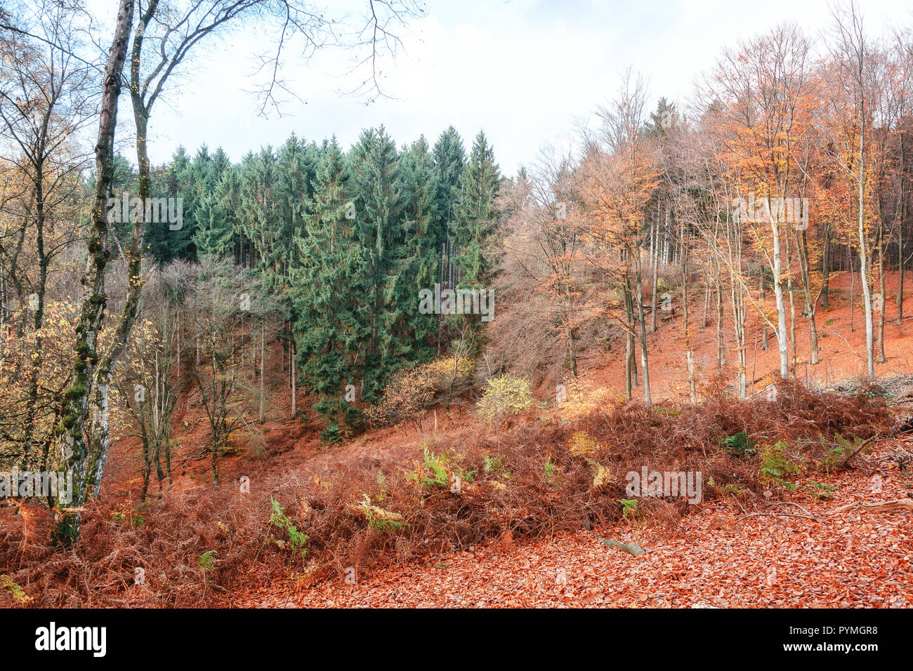 I bellissimi colori dell'autunno in una foresta olandese nella provincia di Gelderland nei Paesi Bassi Foto Stock