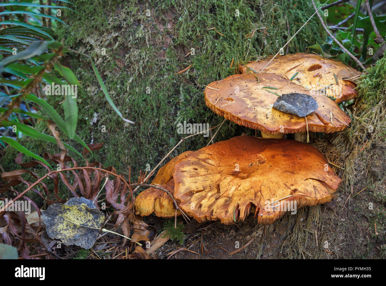In una foresta, due grandi, piatto-capped, arancio brillante con i funghi porcini crescono su un albero di muschio tronco, amid decadendo foglie, aghi di abete e fronde di felce. Foto Stock