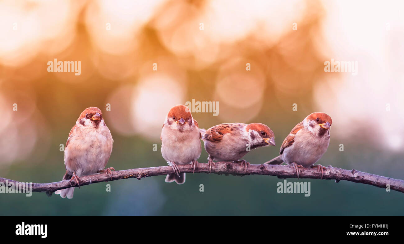 Quattro piccoli divertente Sparrow uccelli nel parco di primavera seduto su un ramo Foto Stock