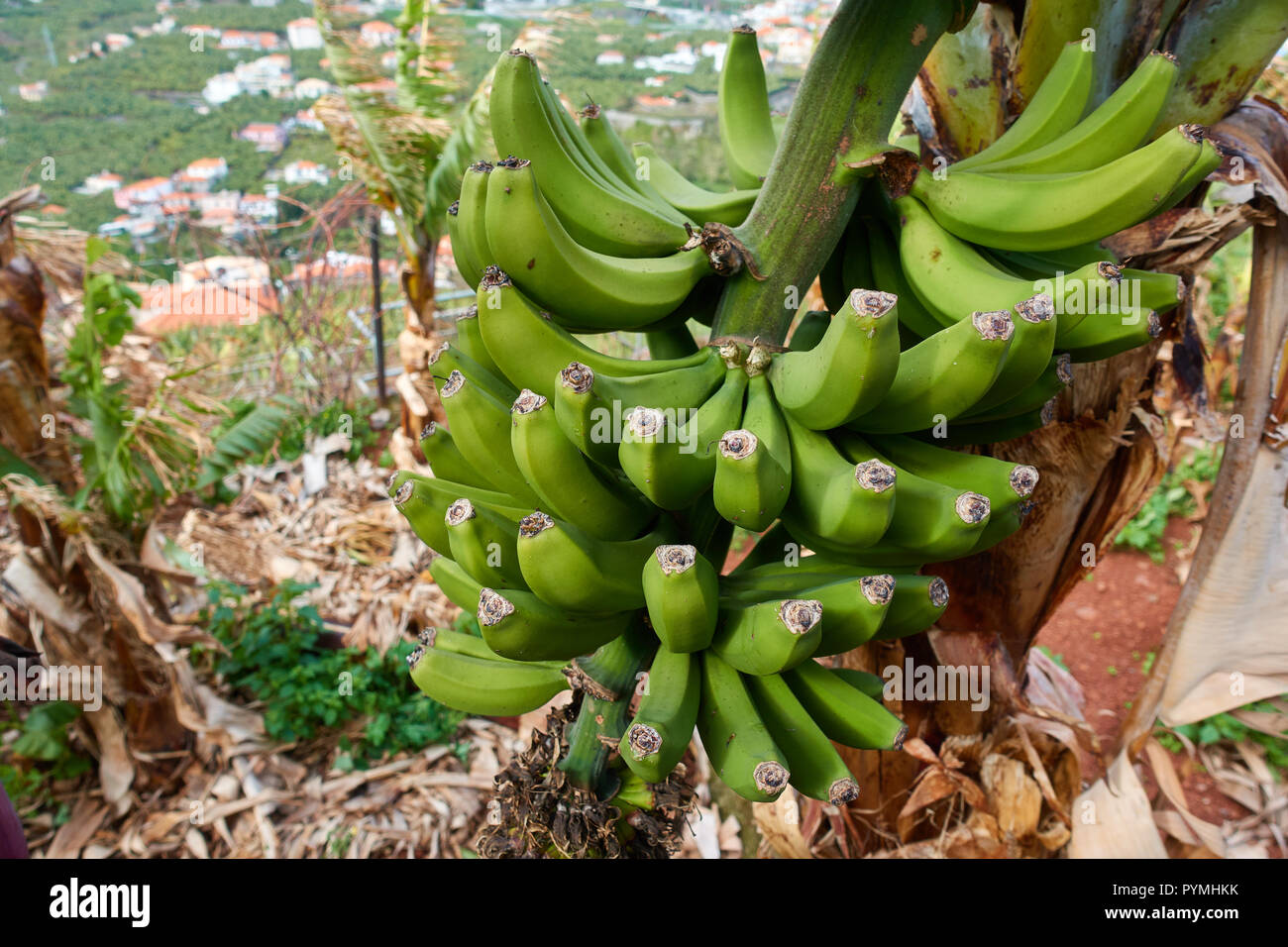 Primo piano di banane sugli alberi in Madeira Foto Stock