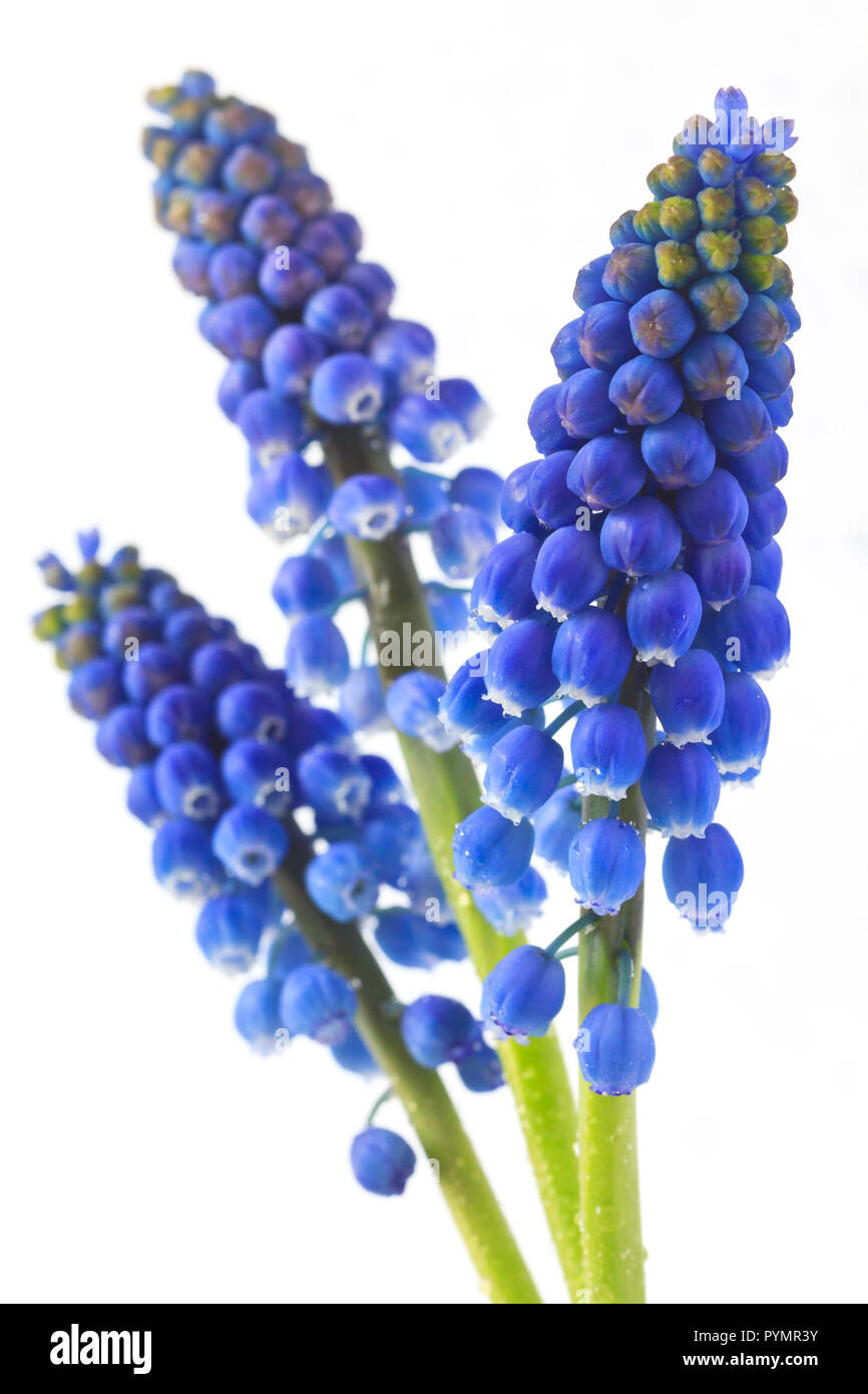 Bluebells, bimbo di respiro, giacinto di uva o muscari. Dettaglio con sfondo bianco Foto Stock