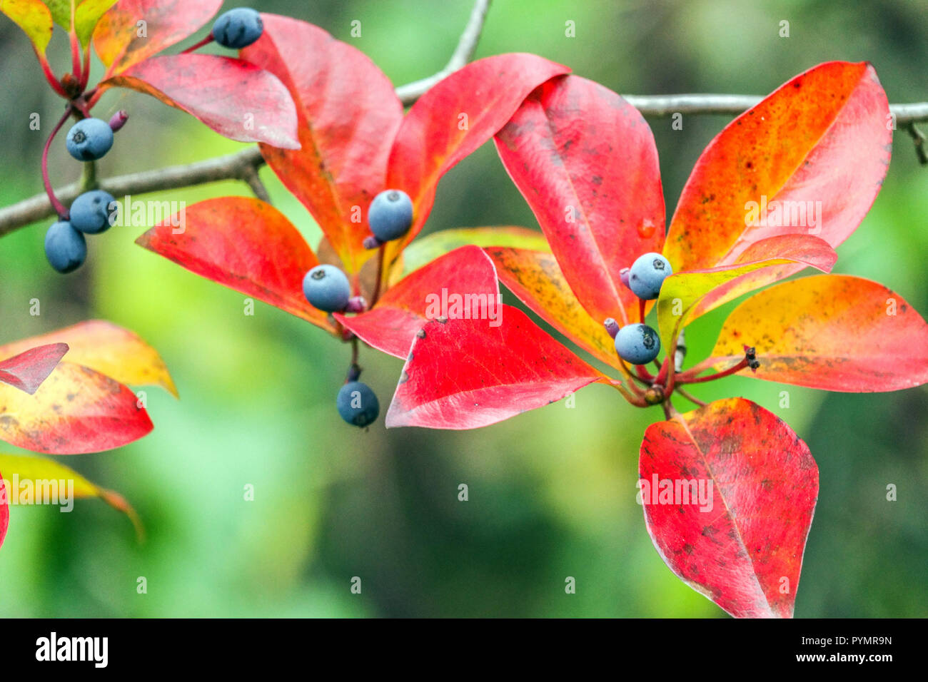 Nyssa sylvatica autunno, Tupelo albero, gomma nera rosso autunno foglie e bacche Foto Stock
