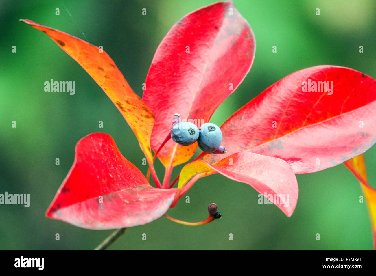 Nissa sylvatica, Tupelo tree, gomma nera autunno foglie rosse e bacche di autunno Foto Stock