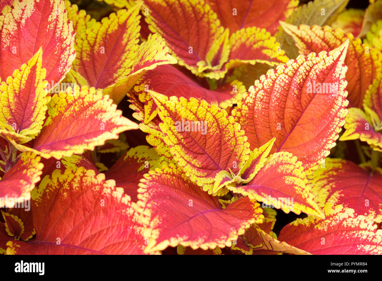 Close-up di multi-foglie colorate di Coleus 'Defiance", dipinto di ortica. Solenostemon scutellarioides 'Defiance' Foto Stock