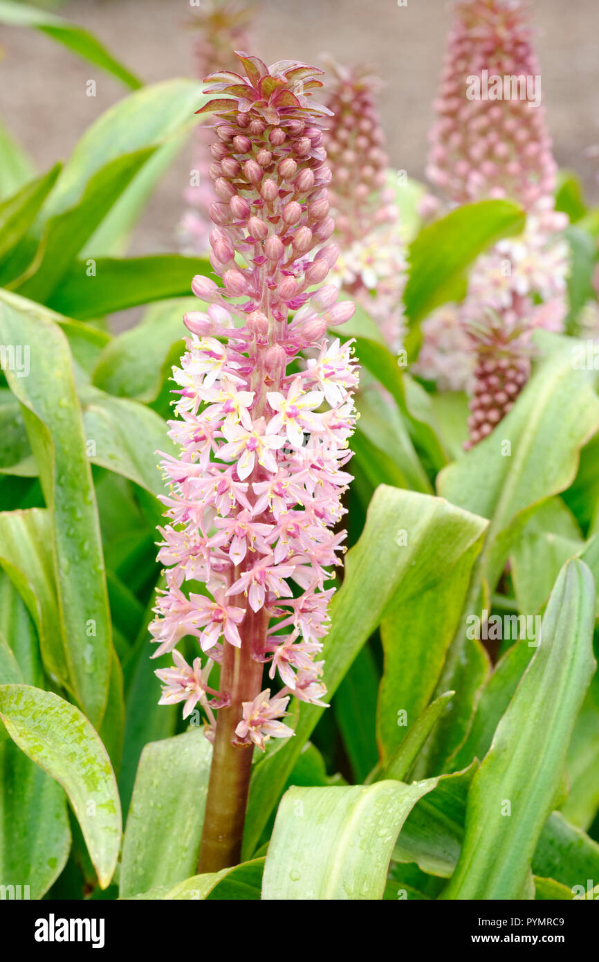 Close-up di fiori di ananas Sdlg Aldzw FF103. Eucomis Sdlg Aldzw FF103 Foto Stock