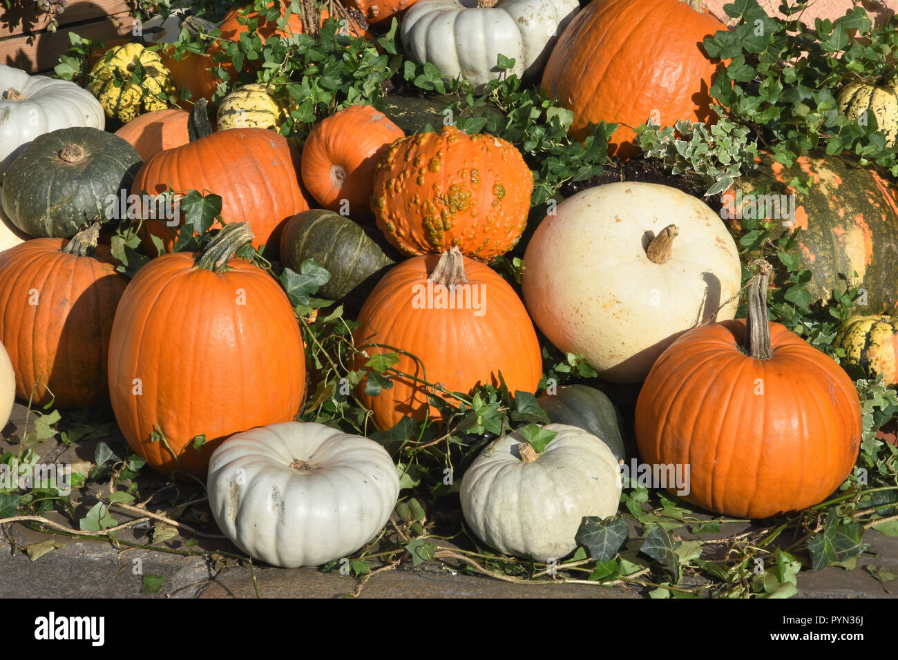 Assortimento di zucche sul display in Covent Garden Piazza nella settimana precedente di Halloween, Londra. Regno Unito Foto Stock