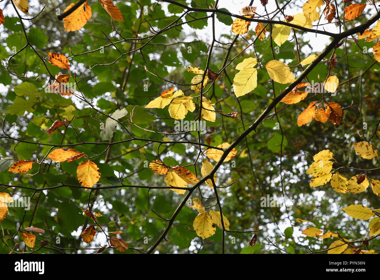 Foglie di autunno, Scadbury Parco Riserva Naturale, Chislehurst, London Borough of Bexley. Regno Unito Foto Stock