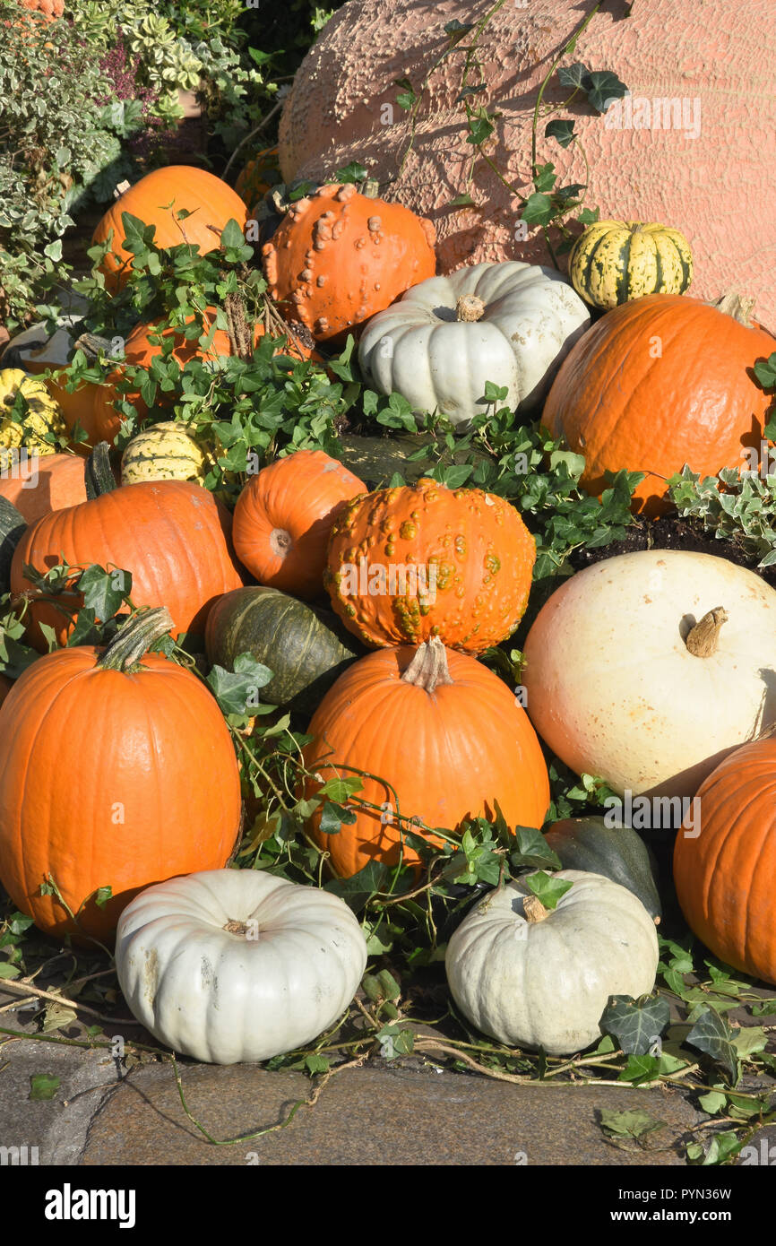 Assortimento di zucche sul display in Covent Garden Piazza nella settimana precedente di Halloween, Londra. Regno Unito Foto Stock