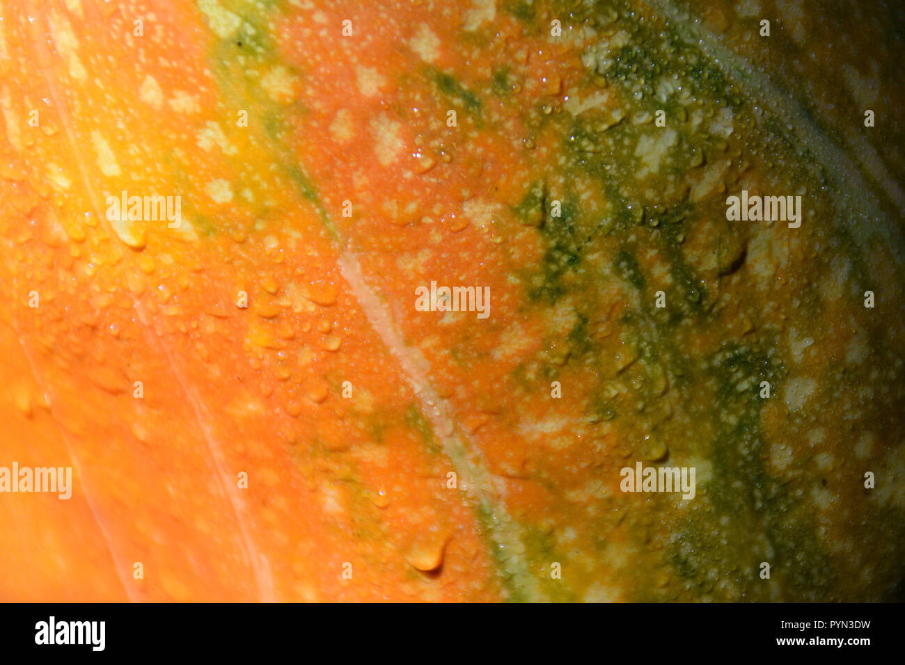 Primo piano di una zucca arancione con gocce d'acqua. Foto Stock