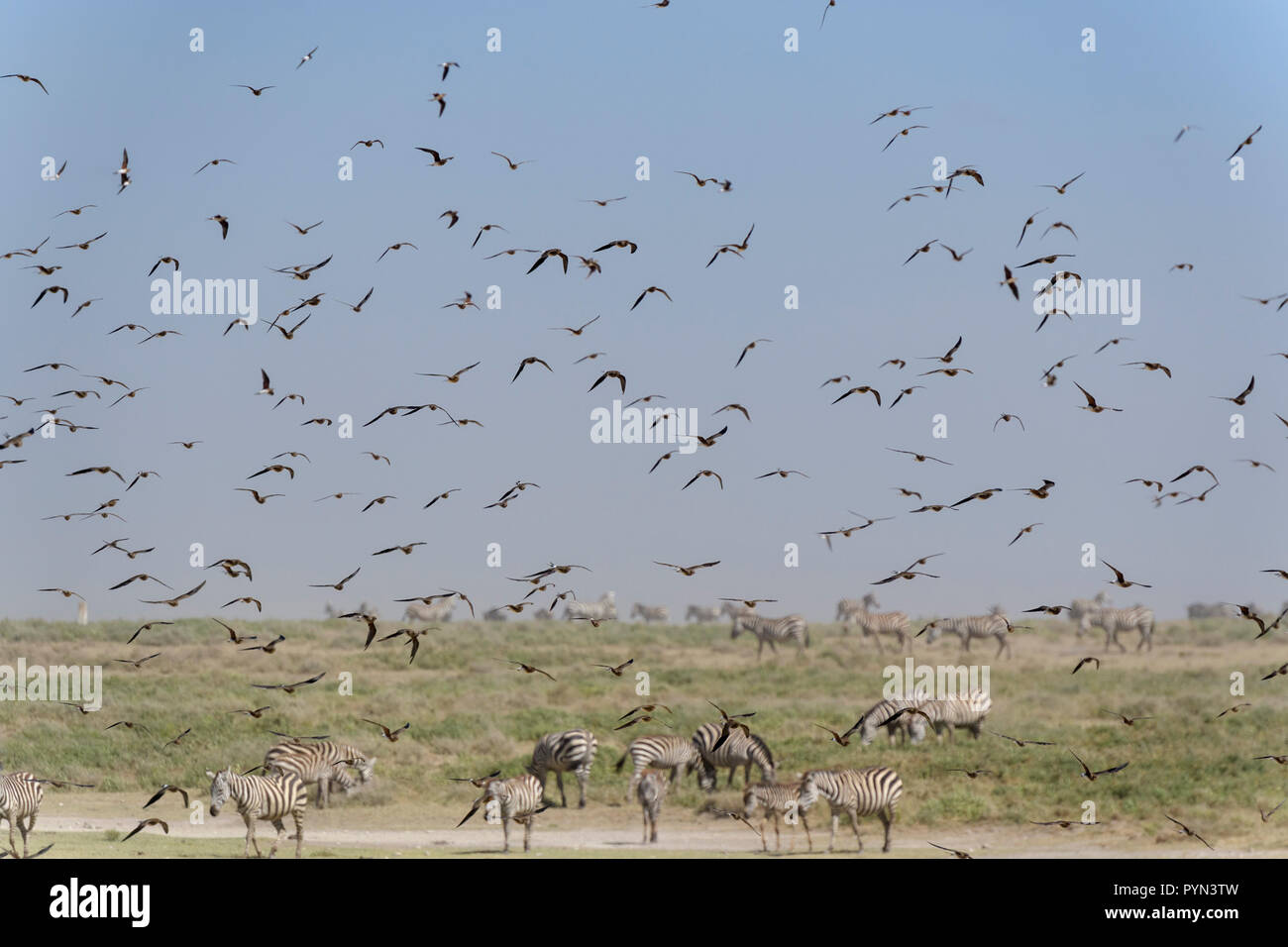 Artico o skua skua parassita (Stercorarius pomarinus) gregge battenti durante la migrazione, sulla savana con pianure Zebra (Equus quagga burchelli), Ngorong Foto Stock
