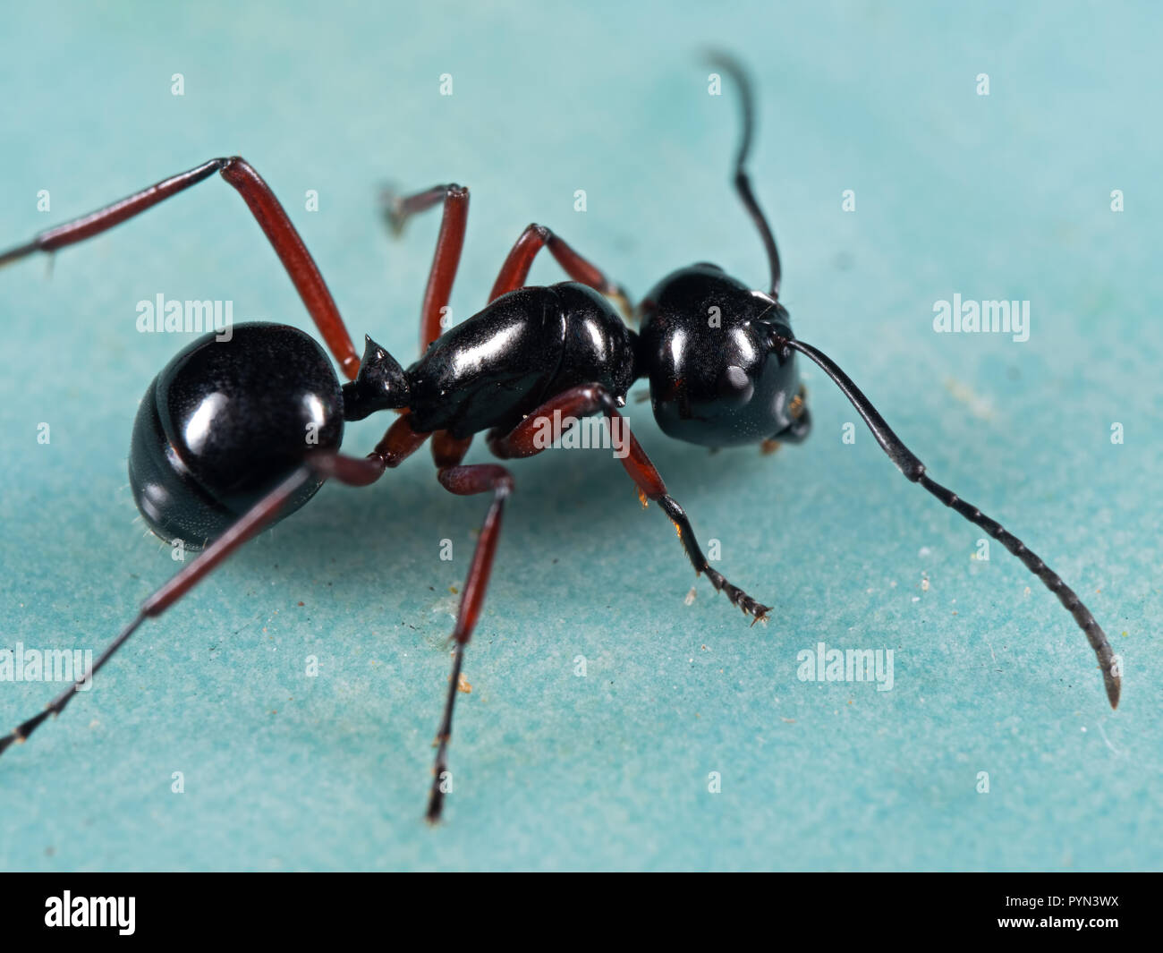 La fotografia macro di Black Ant sul pavimento Foto Stock