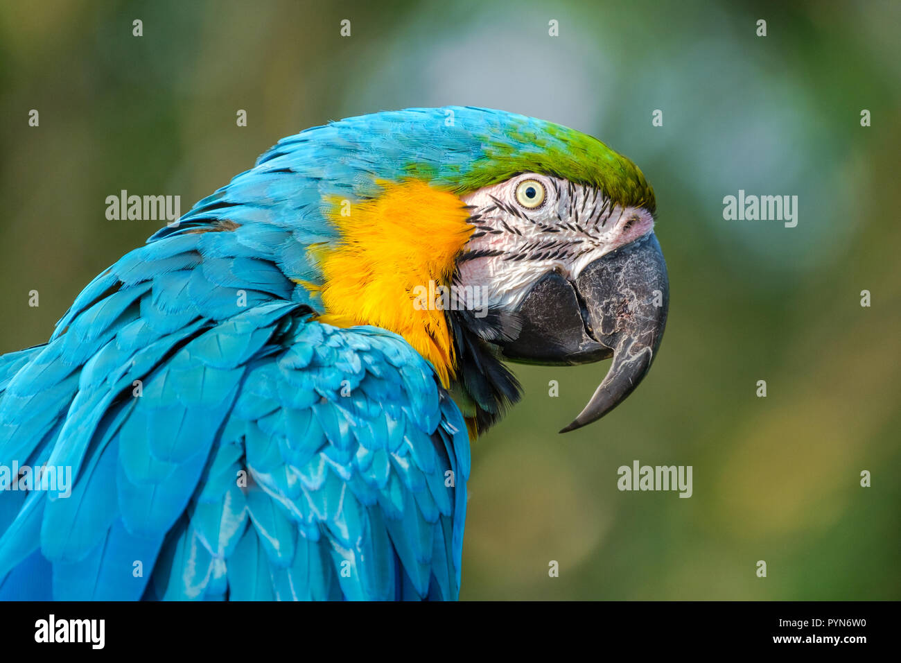 Ritratto di un Blu e Oro macaw. Foto Stock